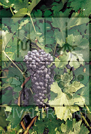Foto di un grappolo d'uva di Cabernet Sauvignon ISV FV5